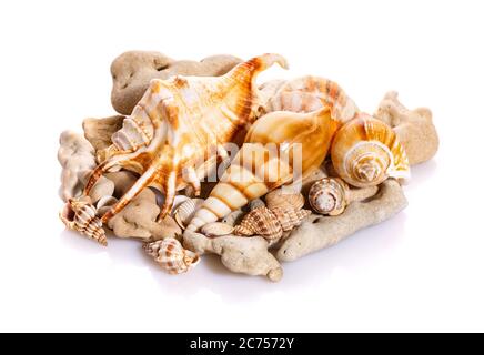 Coquillages marins dans un cadre de studio sur fond blanc. Banque D'Images