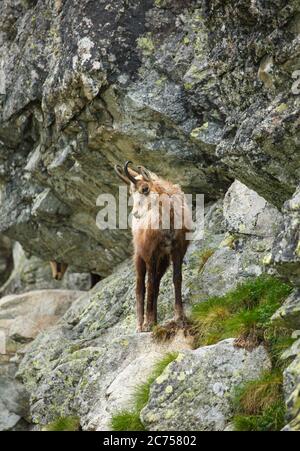 Une chèvre de montagne se tient au bord d'un rocher haut dans les montagnes. Banque D'Images