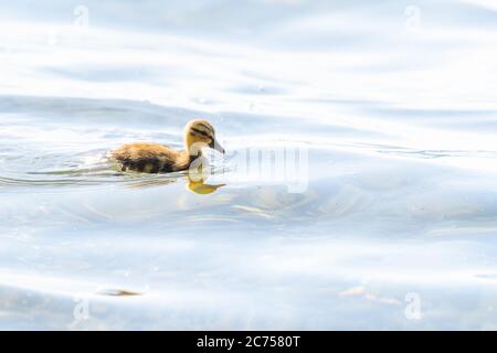 Gros plan d'un canard colvert (Anas platyrhynchos ) nageant à la surface. Banque D'Images