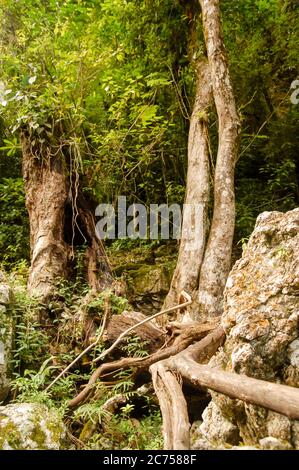 Semuc Champey en paysage, Lanquin, Guatemala, Amérique Centrale Banque D'Images