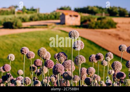 Champ de fleurs d'ail dans la région des Marches, Italie Banque D'Images