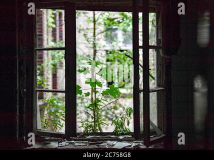 10 juillet 2020, Brandebourg, Beelitz: Sur la zone des anciens sanatoriums pulmonaires à Beelitz-Heilstätten, des visites guidées des bâtiments énumérés sont proposées, comme ici dans le bâtiment de la chirurgie. Le sentier de 320 mètres de long de la cime d'arbres « Tree and Time » est également situé sur le terrain. Photo: Jens Kalaene/dpa-Zentralbild/ZB Banque D'Images