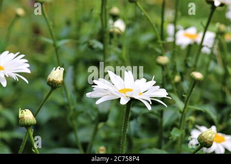 Leucanthemum - marguerite dans la vue latérale dans le lit de fleurs Banque D'Images