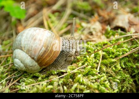 Gros plan sur l'escargot romain sur la mousse, vue sur la source Banque D'Images