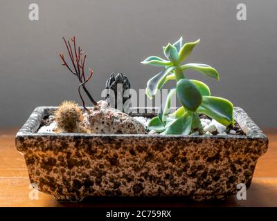 Petit vase rectangulaire en pierre, avec deux cactus et une plante succulente, sur une table en bois et un fond neutre, Rio de Janeiro, Brésil Banque D'Images