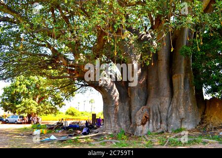 Plus grand baobab au Sénégal Banque D'Images