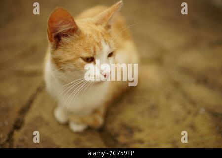 Chat au gingembre blanc reposant dans la rue par une journée d'été. Banque D'Images