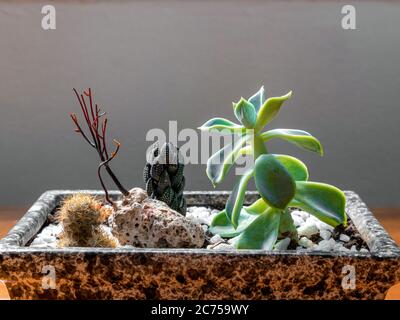 Petit vase rectangulaire en pierre, avec deux cactus et une plante succulente, sur une table en bois et un fond neutre, Rio de Janeiro, Brésil Banque D'Images