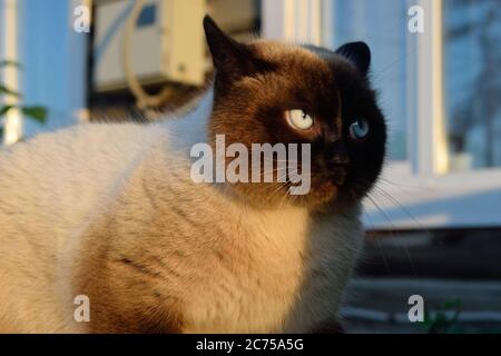 Chat Grognon Photo Stock Alamy