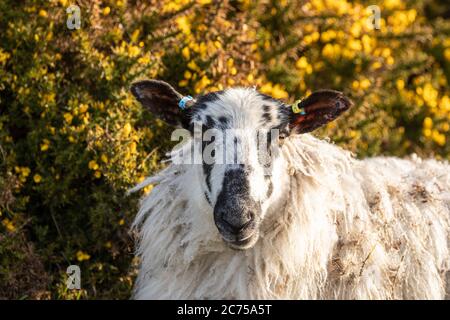 Portrait de tête d'un mouton particulier qui broutage dans les pâturages sur la côte de Norhtshnshr, Royaume-Uni Banque D'Images