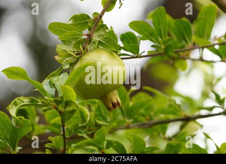 Grenade verte non mûre (Punica granatum) accrochée à l'arbre, Andalousie, Espagne. Banque D'Images