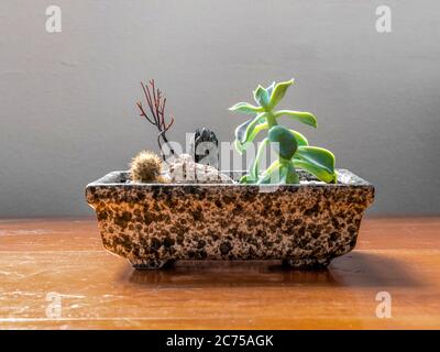 Petit vase rectangulaire en pierre, avec deux cactus et une plante succulente, sur une table en bois et un fond neutre, Rio de Janeiro, Brésil Banque D'Images