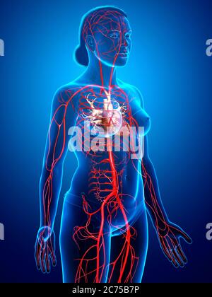 illustration médicale précise des artères féminines en 3d Banque D'Images