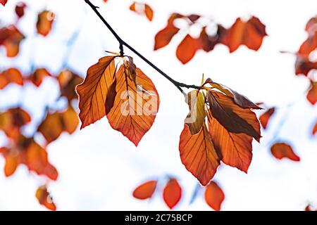 Feuilles rouges sur un hêtre cuivre dans un jardin, Chipping, Preston, Lancashire, Royaume-Uni Banque D'Images