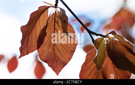 Feuilles rouges sur un hêtre cuivre dans un jardin, Chipping, Preston, Lancashire, Royaume-Uni Banque D'Images