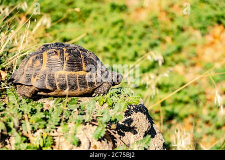 Tortue au bord de la falaise minuscule sur l'herbe Banque D'Images