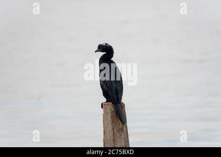 cormorant (Phalacrocorax brasilianus) enregistré sur une branche Banque D'Images