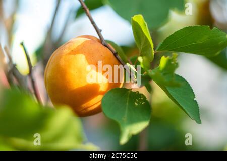 Un abricot jaune unique sur une branche d'un arbre fruitier en été. Mise au point sélective. Concept de jardinage. Fond d'écran nature. Prune arménienne Banque D'Images