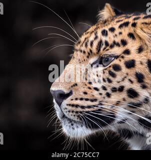 Jeune homme, Amur léopard (profil) Banque D'Images