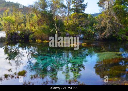 Le Pupu Spring (sources te Waikoropupu) de Golden Bay abrite les eaux de source les plus claires du monde. Banque D'Images