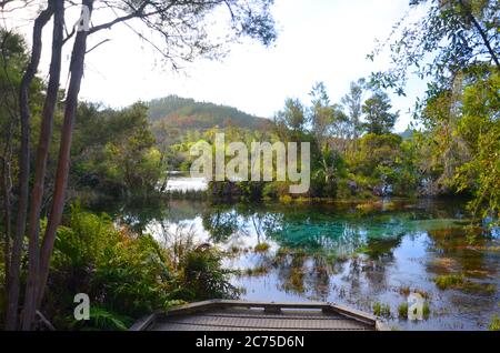 Le Pupu Spring (sources te Waikoropupu) de Golden Bay abrite les eaux de source les plus claires du monde. Banque D'Images