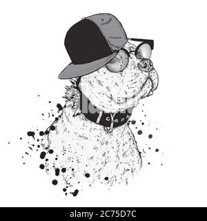 Un beau taureau de fosse dans un chapeau. Illustration vectorielle. Un chien pur-sang en vêtements. Illustration de Vecteur
