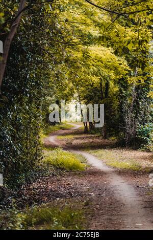 Chemin de courbe dans la forêt Banque D'Images