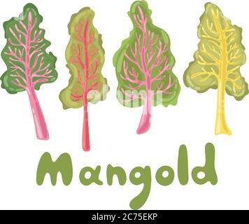 Illustration Mangold ou Swiss chard. Feuilles de mangold, légumes sains. Concept de style de vie, herbe culinaire. Motif vectoriel plat, idéal pour le menu Illustration de Vecteur