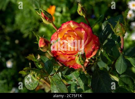 Une fleur rose orange vif entourée de bourgeons sur fond vert flou. Banque D'Images