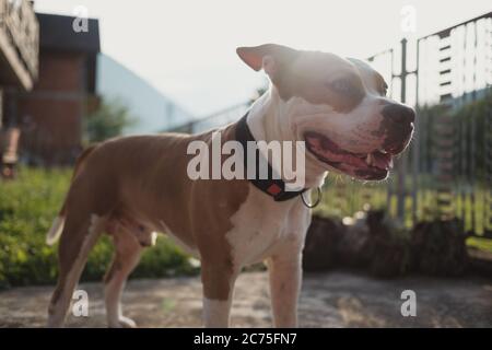 Jeune chien terrier américain Staffordshire souriant dans l'arrière-cour. Belles montagnes et lumière du soleil en arrière-plan. Banque D'Images