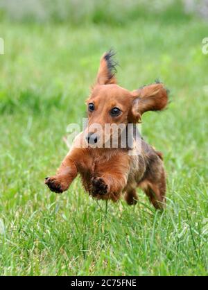 chien de dachshund courant à l'extérieur dans l'herbe verte Banque D'Images