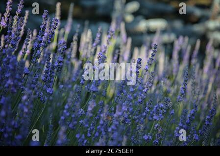 Vue rapprochée de magnifiques fleurs de lavande violettes. Banque D'Images