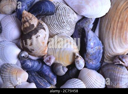 mélange de coquillages sur fond de sable et bleu Banque D'Images