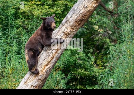 Ours noir dans l'arbre Banque D'Images