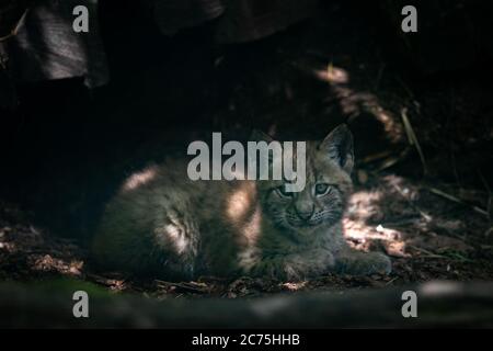 Bébé Lynx dans la forêt Banque D'Images