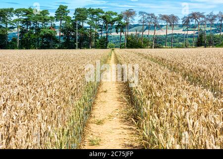 Sentier traversant un champ de blé près de Maidstone dans le Kent. Les bas nord peuvent être vus dans la distance. Banque D'Images