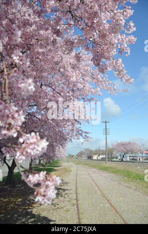 Cerisier Blossom le printemps de septembre à l'île du sud de la Nouvelle-Zélande. Banque D'Images