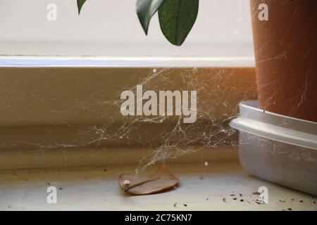 Toiles d'araignée laissées par une araignée - nettoyage inadéquat de la maison Banque D'Images