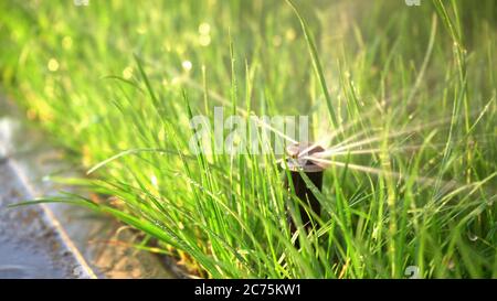 Arrosage des herbes en gros plan. Jardin intelligent activé avec système d'arrosage automatique fonctionnant dans un parc vert, arrosage de pelouse, fleurs Banque D'Images