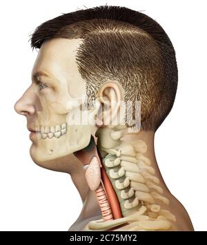 3d a rendu une illustration médicale précise de l'anatomie du larynx féminin Banque D'Images