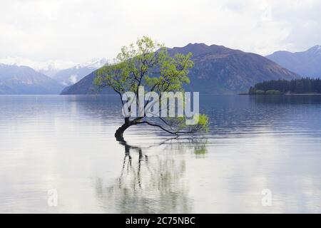 Arbre isolé du lac Wanaka pendant le moment de marée haute en Nouvelle-Zélande. Banque D'Images