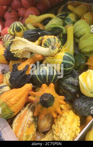 Divers types de citrouilles, de courges de noyer cendré et de légumes au supermarché. Banque D'Images