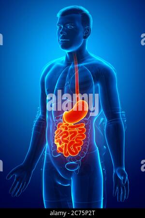 rendu 3d, illustration médicale précise d'un estomac et d'un intestin grêle mâles Banque D'Images