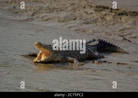 Un gros crocodile d'eau salée a ouvert sa bouche pour se prélasser en utilisant la lumière du soleil du matin à Sundarban Tiger Reserve India Banque D'Images