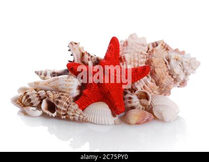 Coquillages marins dans un cadre de studio sur fond blanc. Banque D'Images