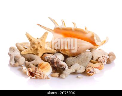 Coquillages marins dans un cadre de studio sur fond blanc. Banque D'Images