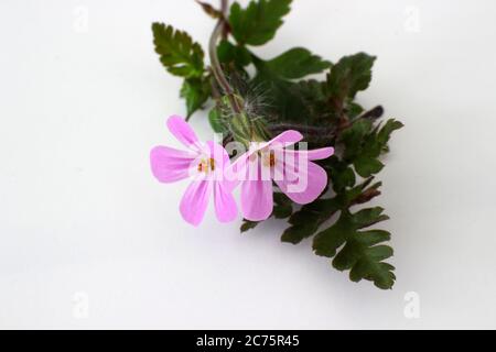 Herb-robert Banque D'Images