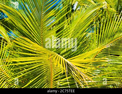 feuilles de palmier de l'île de Coiba, santa catalina, Panama, Amérique centrale Banque D'Images