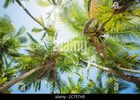 feuilles de palmier de l'île de Coiba, santa catalina, Panama, Amérique centrale Banque D'Images