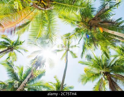 feuilles de palmier de l'île de Coiba, santa catalina, Panama, Amérique centrale Banque D'Images